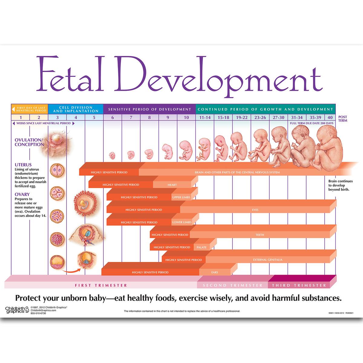 90821-Fetal-Development-Chart_media-01.jpg?resizeid=7&resizeh=1200&resizew=1200