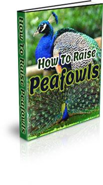 how to raise peafowl