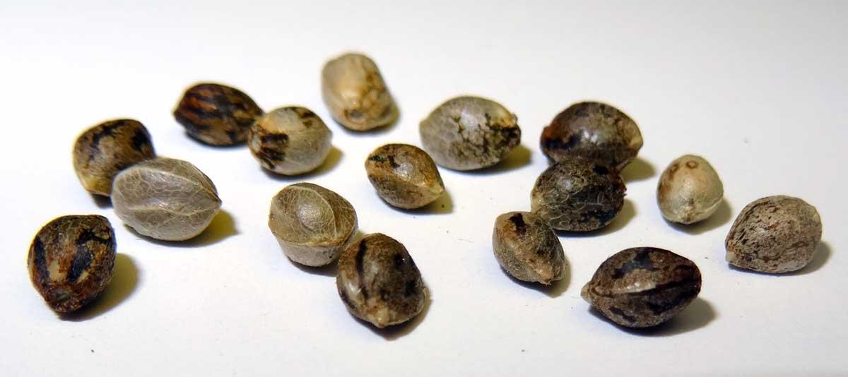 Pot Seeds USA