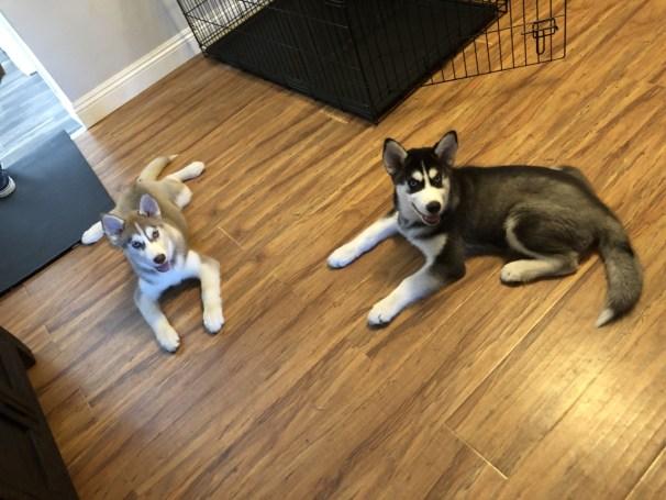boost your dog's agility