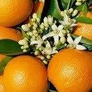 Photo: Health Benefits of Oranges – Nutritional Value of Orange  Oranges are the citrus fruit that belong to the family of Rutaceae, a flowering plant family which also includes pomelo, grapefruit, and tangerine (mandarin orange). Orange is native to Southeast Asia and now has been cultivated worldwide in warm climate regions. Oranges are classified into two general categories; sweet orange (citrus sinensis) and bitter orange (citrus aurantium). The sweet variety are usually more fragrant, they include Navel, Persian, Valencia variety and blood orange. Orange is one of the most common and popular fruit in the world. It is well-liked because of its easy availability all year round and it tastes good. Apart from its delightful taste, oranges are also contain many essential nutrients like Vitamin A, B1, and C. One orange supplies nearly 100% of the recommended daily dietary intake of vitamin C.  In addition to that, oranges are also a good source of amino acids, beta-carotene, folic acid, pectin, potassium, calcium, iron, iodine, phosphorus, manganese, sodium, chlorine and zinc. An orange packs over 170 different phytonutrients and more than 60 flavonoids, which have been shown to have anti-cancer, anti-inflammatory and strong anti-oxidant properties. The combination of the high amount of anti-oxidant (vitamin C) and flavonoids in oranges make it one of the best fruits in helping to promote optimal health.   Here are some health benefits of oranges:  Prevent cancer A compound found in oranges and other citrus fruits, called D-limonene has been found to be effective in the prevention of some cancers such as, skin cancer, breast cancer, lung cancer, mouth cancer and colon cancer. The high vitamin C content also acts as an anti-oxidant that protects cells from damages by free radicals.  Lower cholesterol One of the most important flavonoids in oranges is hesperidin. Hesperidin and the pectin in oranges have been shown to lower LDL cholesterol. The concentration of hesperidin is considerably higher in the inner peel, rather than in orange flesh. Pectin appears to slow the body’s absorption of fats and lower cholesterol levels.  Lower high blood pressure Studies have shown that a flavonoid called hesperidin and magnesium in oranges can lower high blood pressure.  Cardiovascular benefits Oranges contains dietary fibre, folate, and herperidin, which are directly promotes the proper functioning of the cardiovascular system. Eating an orange a day helps to keep your cardiovascular system healthy.  Treat arthritis Due to its anti-inflammatory properties, oranges help in relieving arthritis pain and stiffness of muscles and joints. In a study at the Arthritis Research Campaign Epidemiology Unit in the UK, suggested that one glass of freshly squeezed orange juice per day is associated with a reduced risk of developing inflammatory disorders such as rheumatoid arthritis.  Proper brain development Oranges are a good source of folate or folic acid which helps in the proper development of brain.  Keep sperm healthy Orange contains folate, an essential nutrient for healthy sperm and protects sperm from genetic damage that may cause a birth defect.  Strengthen immune system The strong content of vitamin C in orange stimulates the production of white cells in our body, thus improving the immune system.  Prevent kidney stones Regular consumption of orange juice can significantly reduce the risk of developing kidney stones. In a preliminary study involving nine healthy and four participants with kidney stones, it is suggested that orange juice consumption may be more effective than other citrus juice in the prevention of kidney stones. Further studies are needed to evaluate these results.  Promotes weight loss Oranges are extremely low in calories. A medium orange contains just 65 calories, making it a good addition to a healthy diet for weight loss. Oranges have a high soluble fibre content, which can make you feel full longer, so you eat less.   Maintain a healthy skin The antioxidants in orange help protect the skin from free radical damage known to cause signs of ageing.  Protects against infections Due to the abundance of flavonoid polyphenols, oranges may help protect against viral infections.  Purifies Blood The iron and Vitamin B6 in oranges help in the production of hemoglobin and increase the oxygen carrying capacity. They also purify the blood.  Relieve constipation A high fibre content in oranges help stimulate the digestive juices, thus relieving constipation.  Maintain bone and teeth health Oranges are also rich in calcium, which helps protect and maintain bone as well teeth health.  Prevent ulcers Due to its high fibre content, oranges also can help protect against ulcers. Studies suggest that eating an orange a day may help prevent the formation of stomach ulcer.