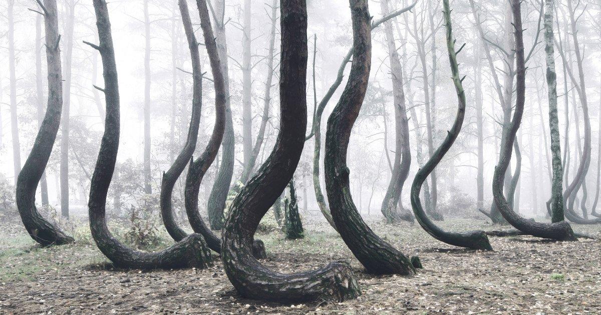"Zakrzywiony las" w województwie zachodniopomorskim co jakiś czas robi szał w internecie, jednak dopiero na zdjęciach wykonanych przez Kiliana Schönbergera wzbudził największą sensację.
