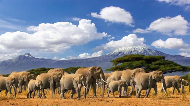 luxury safari Tanzania