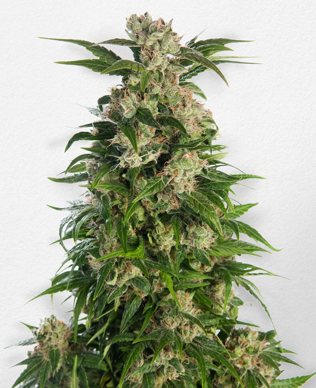 do feminized seeds produce seeds