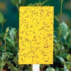 insect-traps-250x250_small.jpg