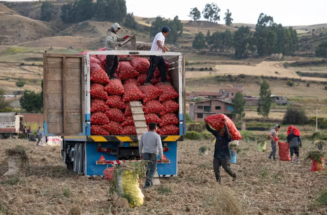 Des agriculteurs péruviens, près de Jauja, dans la région andine centrale de Junin, au Pérou, le 29 mai 2024.