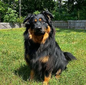 brain games for dogs