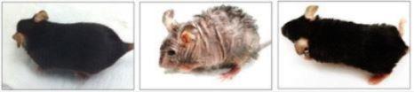 Myszy labolatoryjne