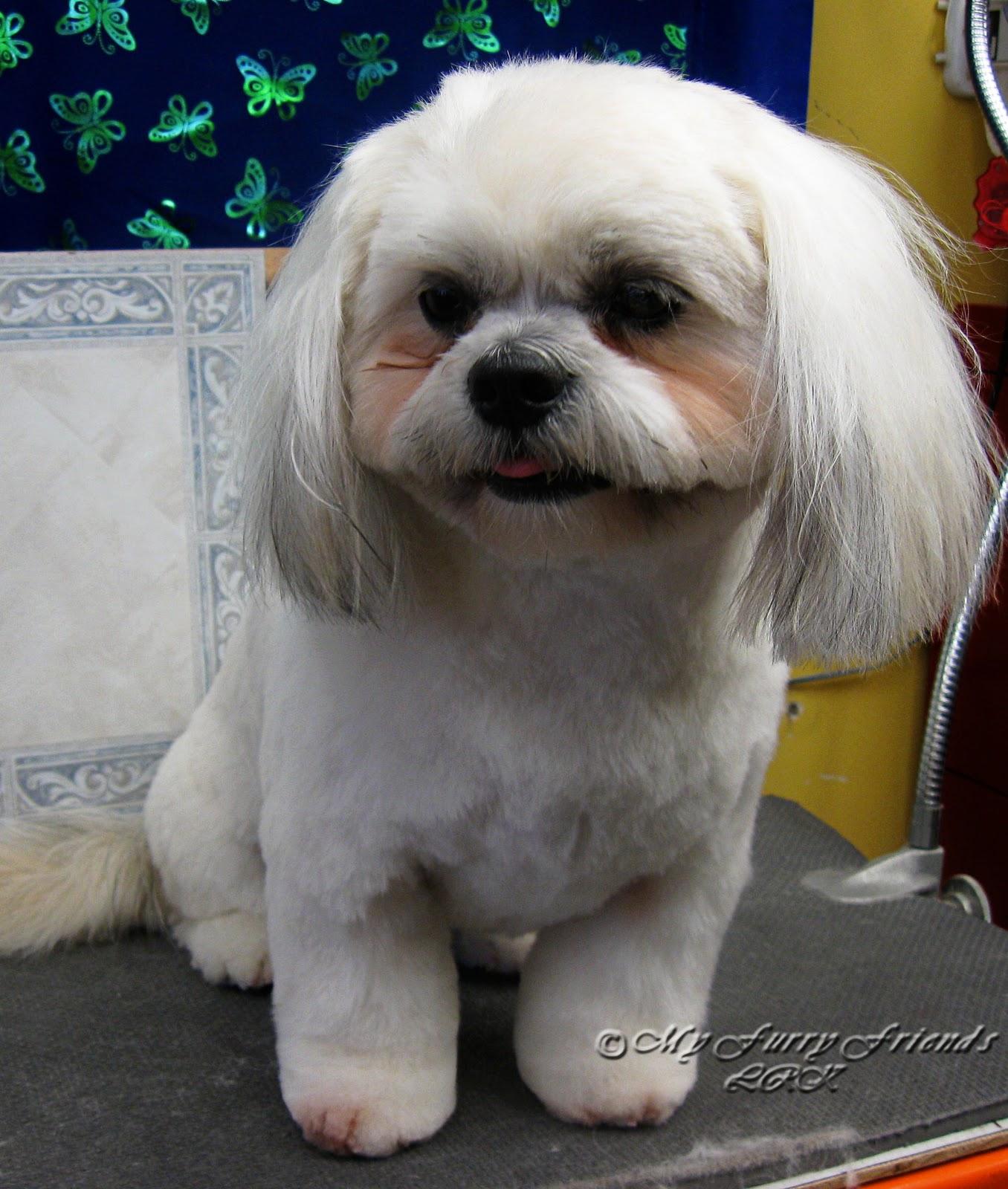 Easiest way to clip dog nails