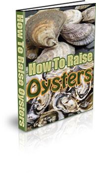 how to raise oysters