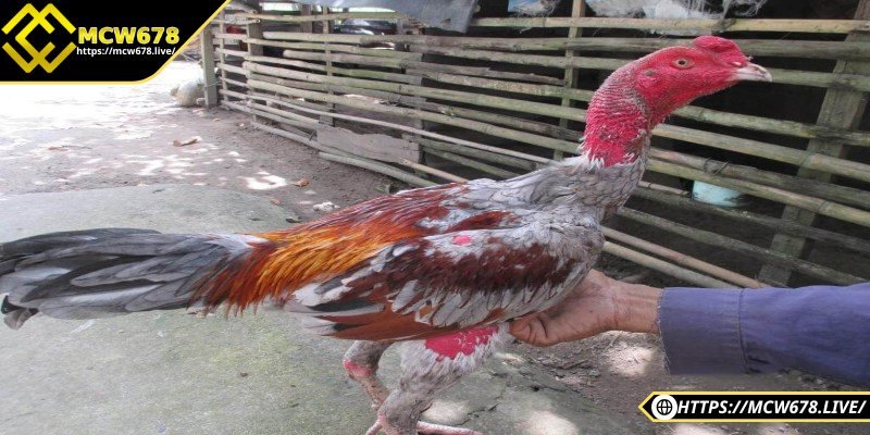 Yếu tố then chốt khi xét đến gà chọi ăn gì khoẻ là các loại mồi tươi giàu đạm