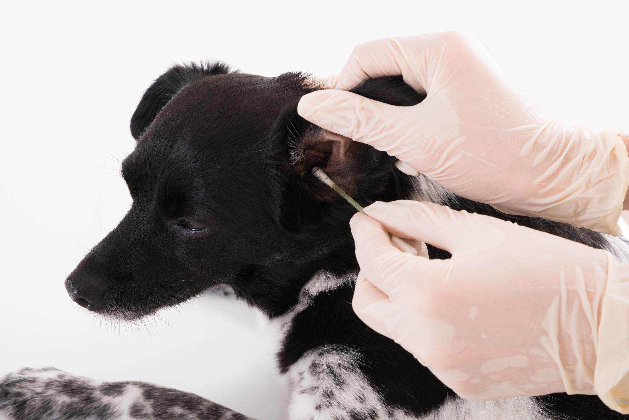 dog ear wax black