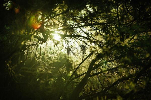 Sunlight In The Dense Dark Forest Picture And HD Photos | Free Download On  Lovepik