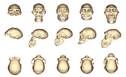 Les crânes retrouvés à Dmanisi