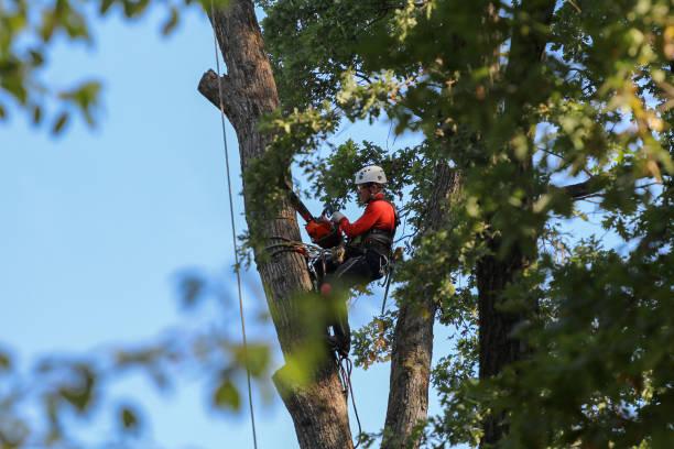 A professional climber on a tree in protective ammunition and with a saw for felling cuts a tall tree in parts St. Petersburg, Russia - September 12, 2019: A professional climber with a chainsaw, safety belts, a helmet and protective equipment cuts a tall, dry tree in a park at a height tree pruning stock pictures, royalty-free photos & images