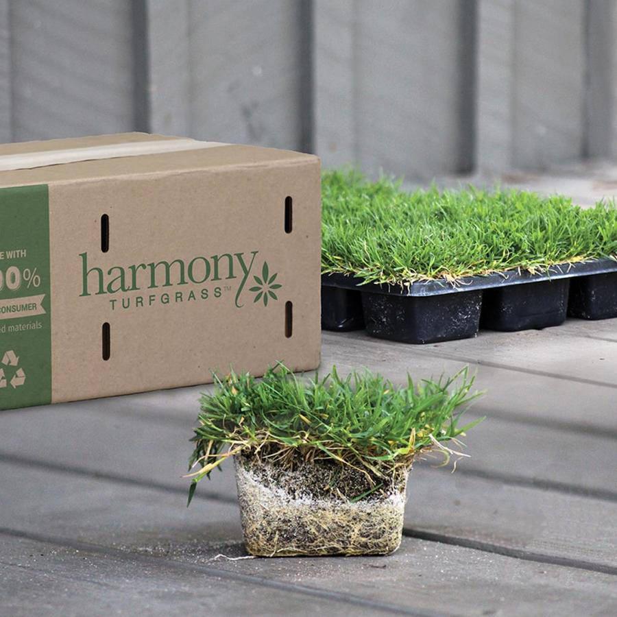 A tray of 36 St. Augustine Sod Plugs will cover 64 square feet; $54.98 at Lowe’s.