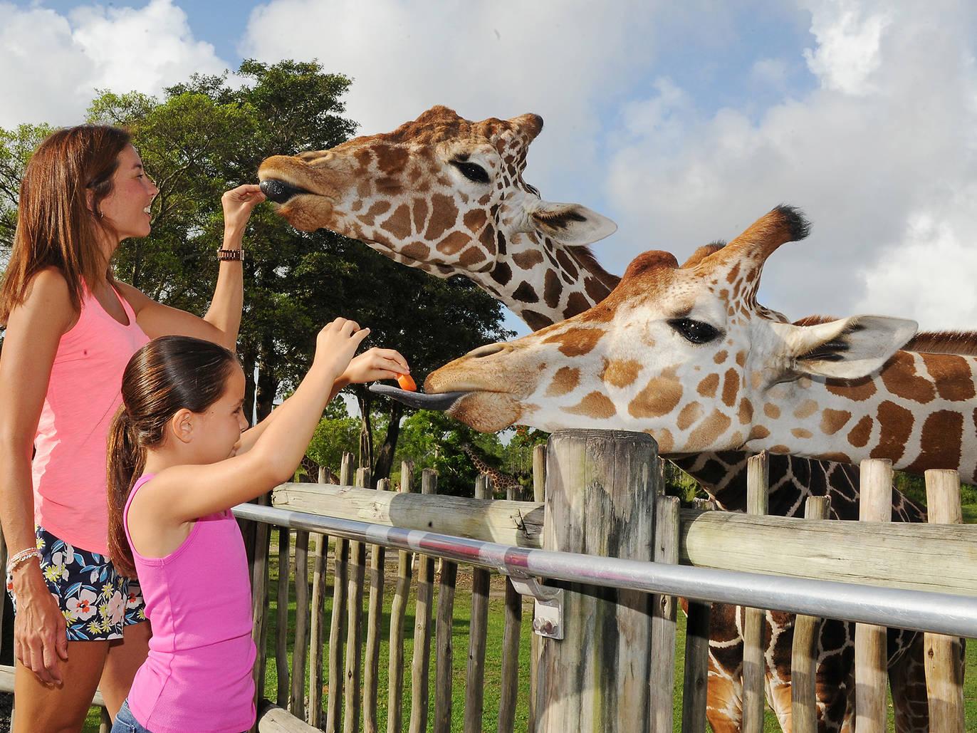 Things to do in and around Miami | Time Out Miami