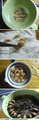 Photo: Small Plant Grown From Lemon Seeds ~Frisky . 1. Soak lemons seeds overnight 2. Gently remove outer layer of seeds 3. Put back into water as you prepare soil. 4. Plant lemon seeds in a circle pattern. 5. Place small pebbles on top of seeds 6. Water occasionally and watch it grow.