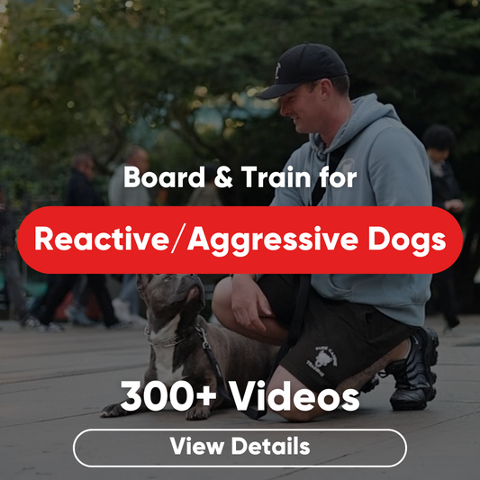 top picks for brainy dog games
