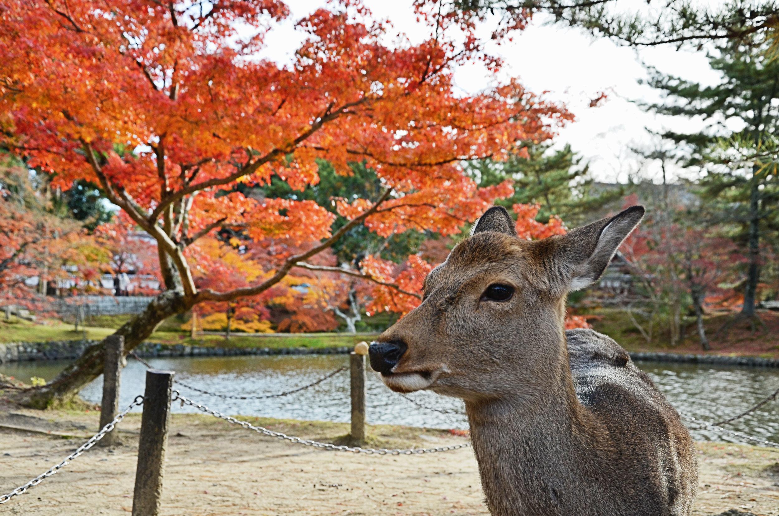 Nara — Barrettish