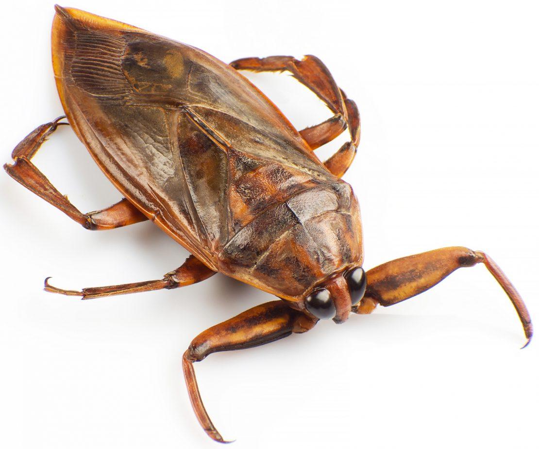 affordable pest control near me