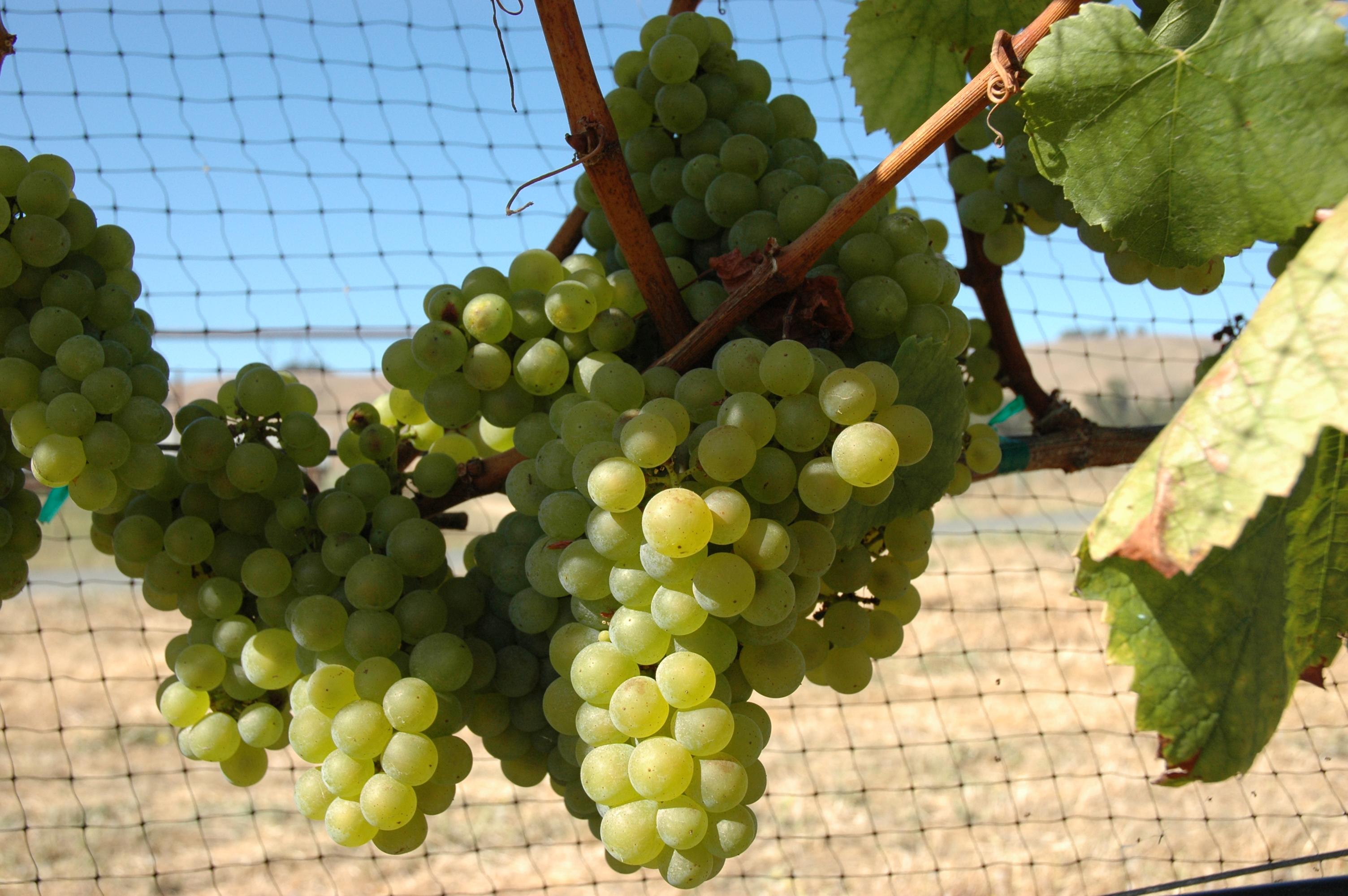 Chardoonay Druiven waar witte wijn van wordt gemaakt