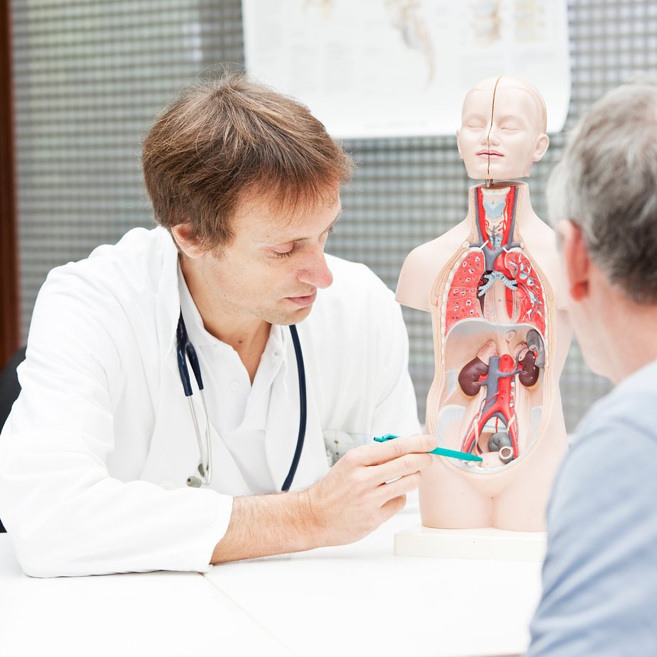 Doctor in white coat points to an anatomy torso model while explaining to a patient in a bright clinic room.