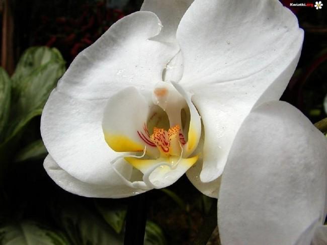 bia-a-orchidea-small.jpg