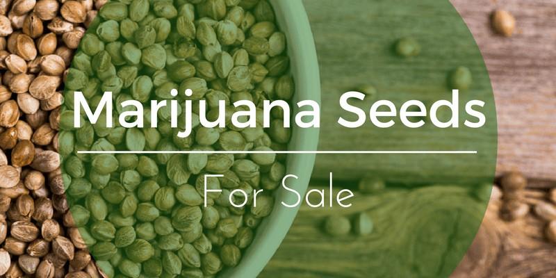 Buy Weed Seeds Kansas
