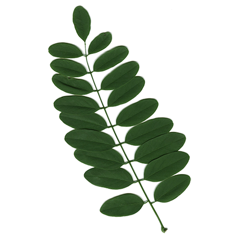 Robinia akacjowa / Atlas liści
