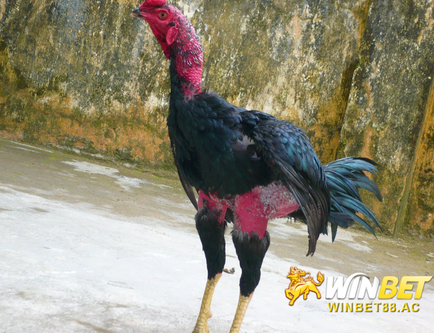 Chợ tốt gà đá Cần Thơ là gì? Chợ tốt gà đá Cần Thơ có gì hấp dẫn? Chợ tốt gà đá Cần Thơ là gì? Chợ tốt gà đá Cần Thơ có gì hấp dẫn?