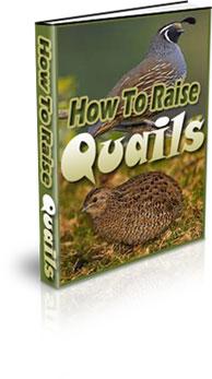 how to raise quail