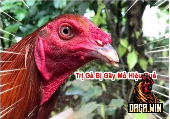 Cách điều trị gà bị gãy mỏ do soi bội như thế nào?