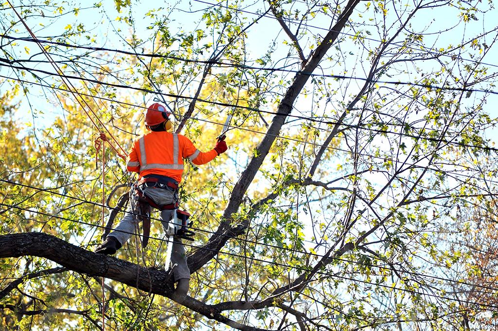 Stump Removal Rome Ga