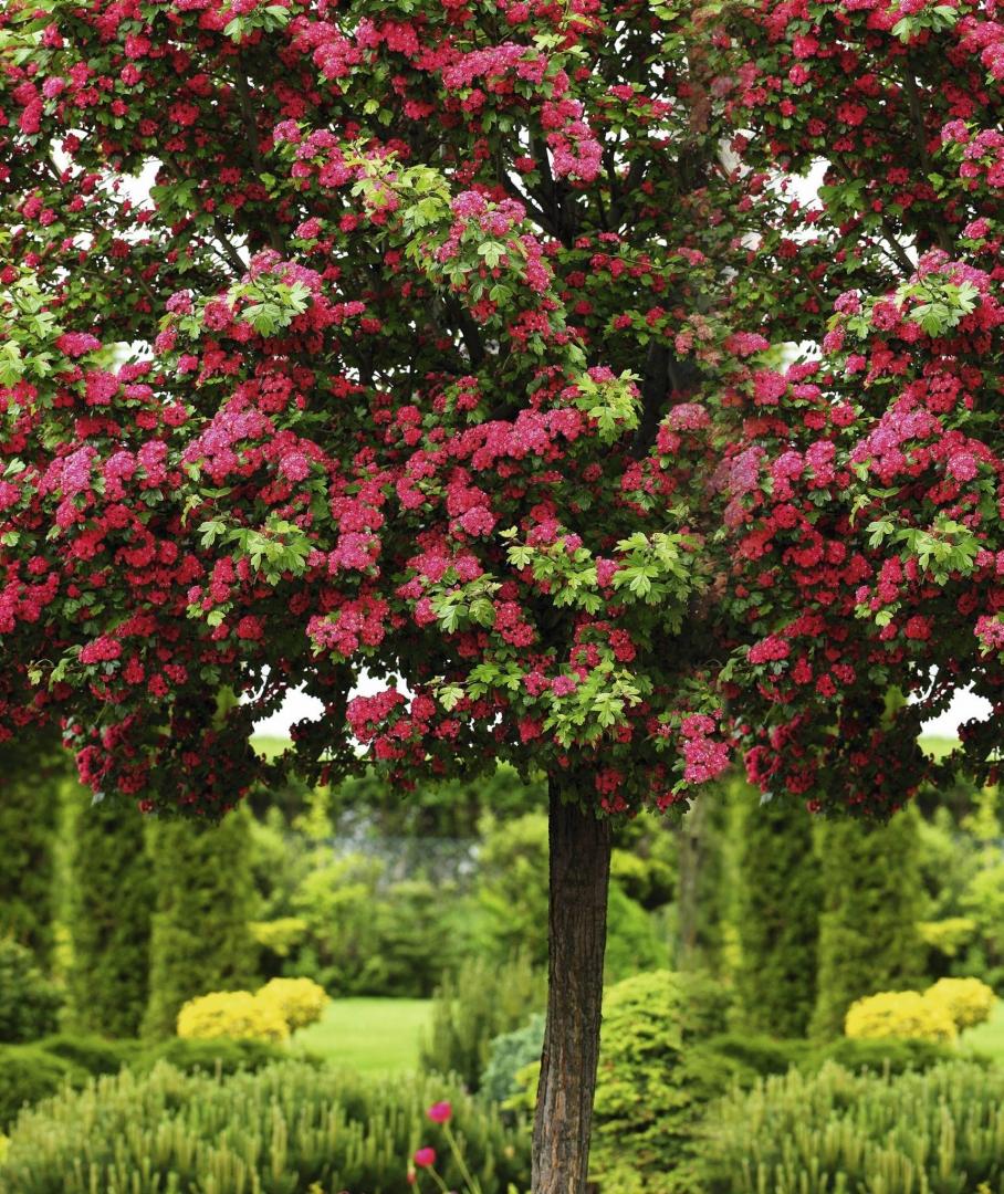 Głóg - drzewo, właściwości, przeciwwskazania - e-ogrody - Porady