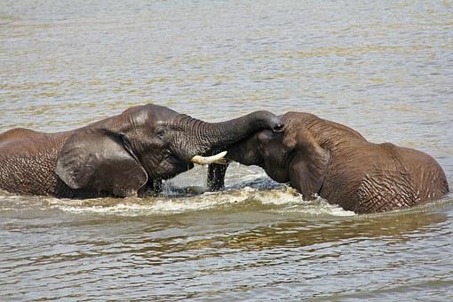 Elephants Playing Water Exciting Adventure
