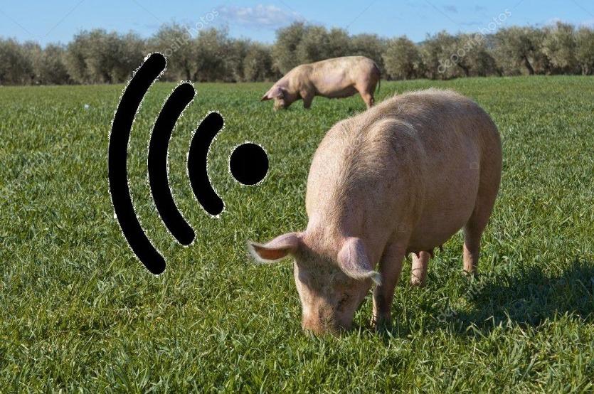 pig-wifi