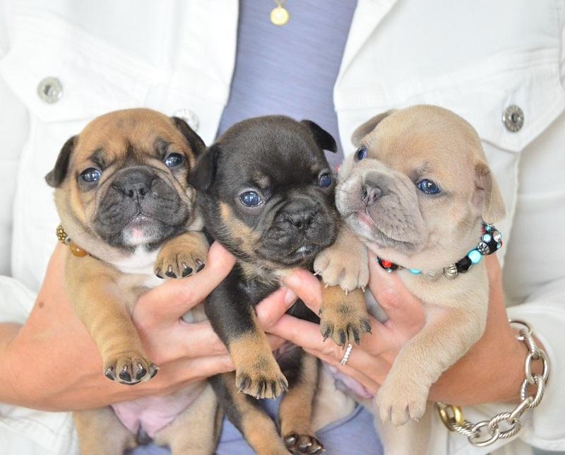 Mini French Bulldog Puppy For Sale