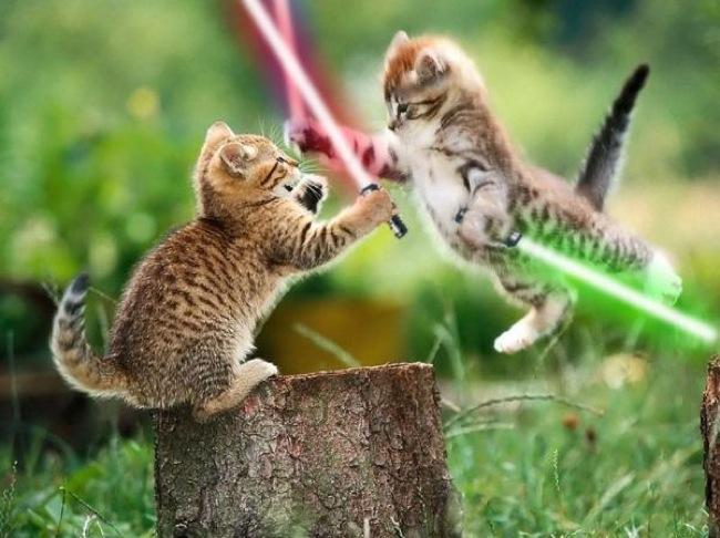 Jedi-koty.jpg