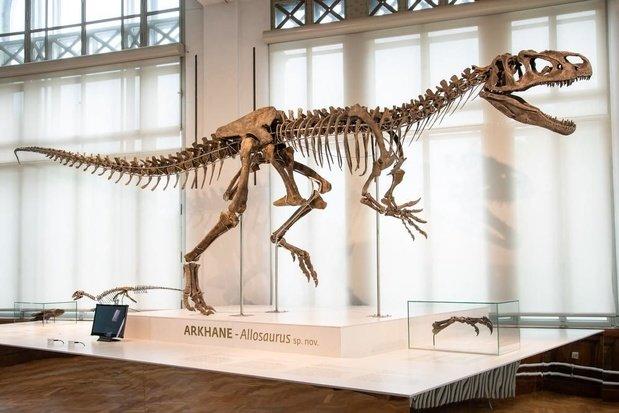 Dino 'Arkhane': wereldprimeur voor Museum Natuurwetenschappen