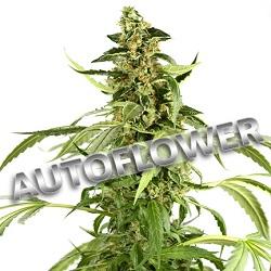 Buy Arizona Cannabis Seeds