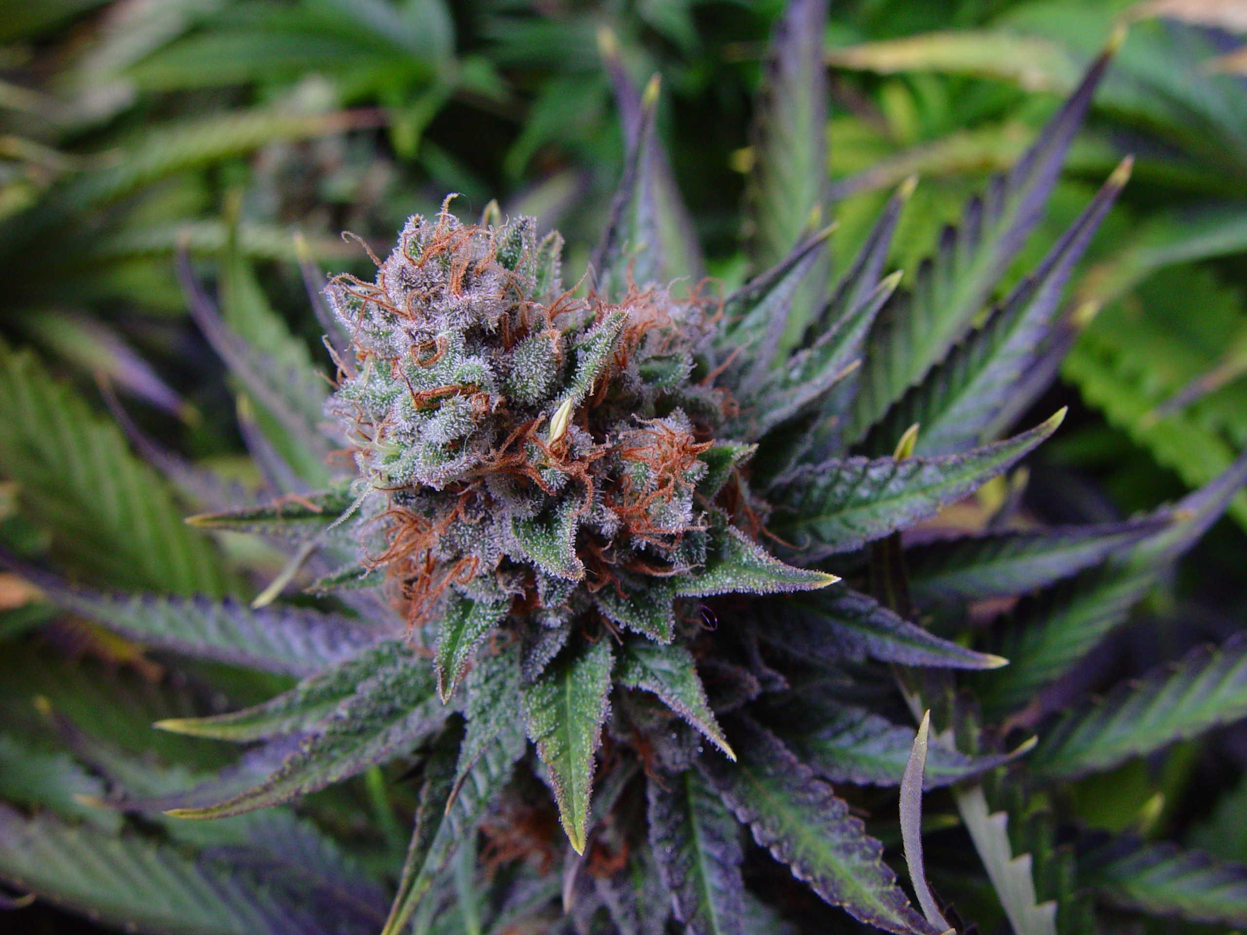 Marijuana Seeds