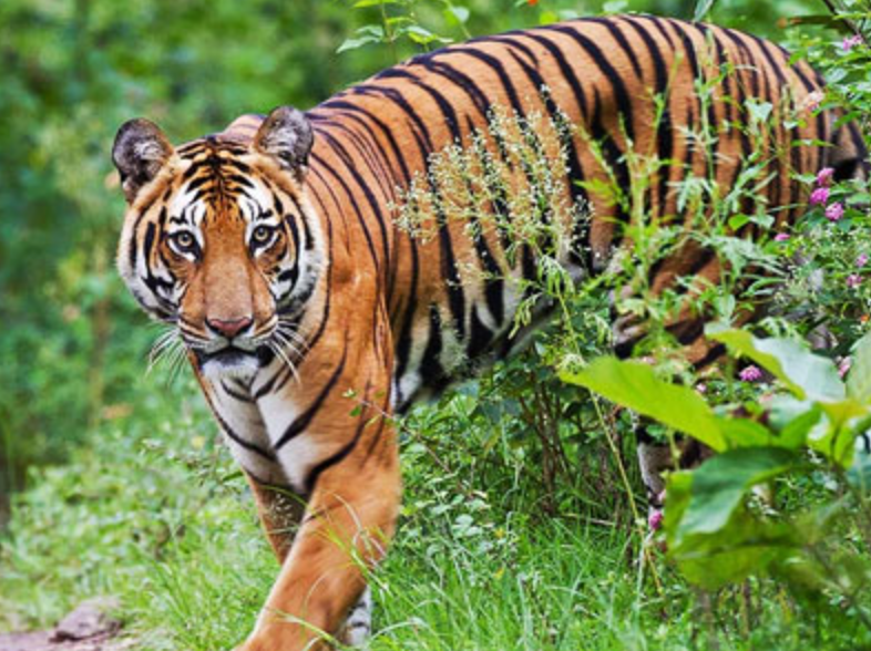 Your Trusted Odisha Travel Agency: Smooth Taxi Services Bhubaneswar with Sai Krupa Travels