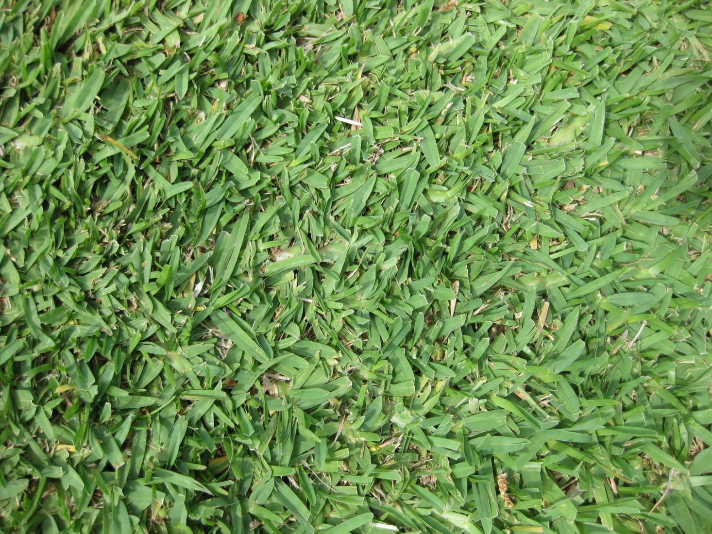 St. Augustine grass. Photograph by Raffi Kojian via Wikimedia.
