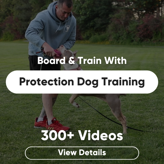 top picks for brainy dog games