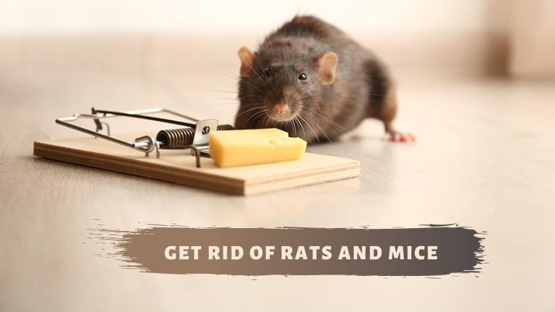 Get Rid of Rats