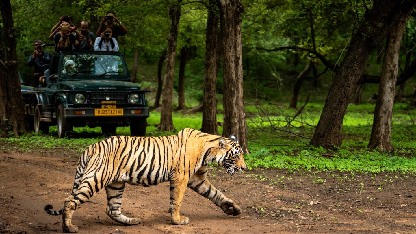Top tips on spotting wildlife: a handy guide – Lonely Planet - Lonely Planet