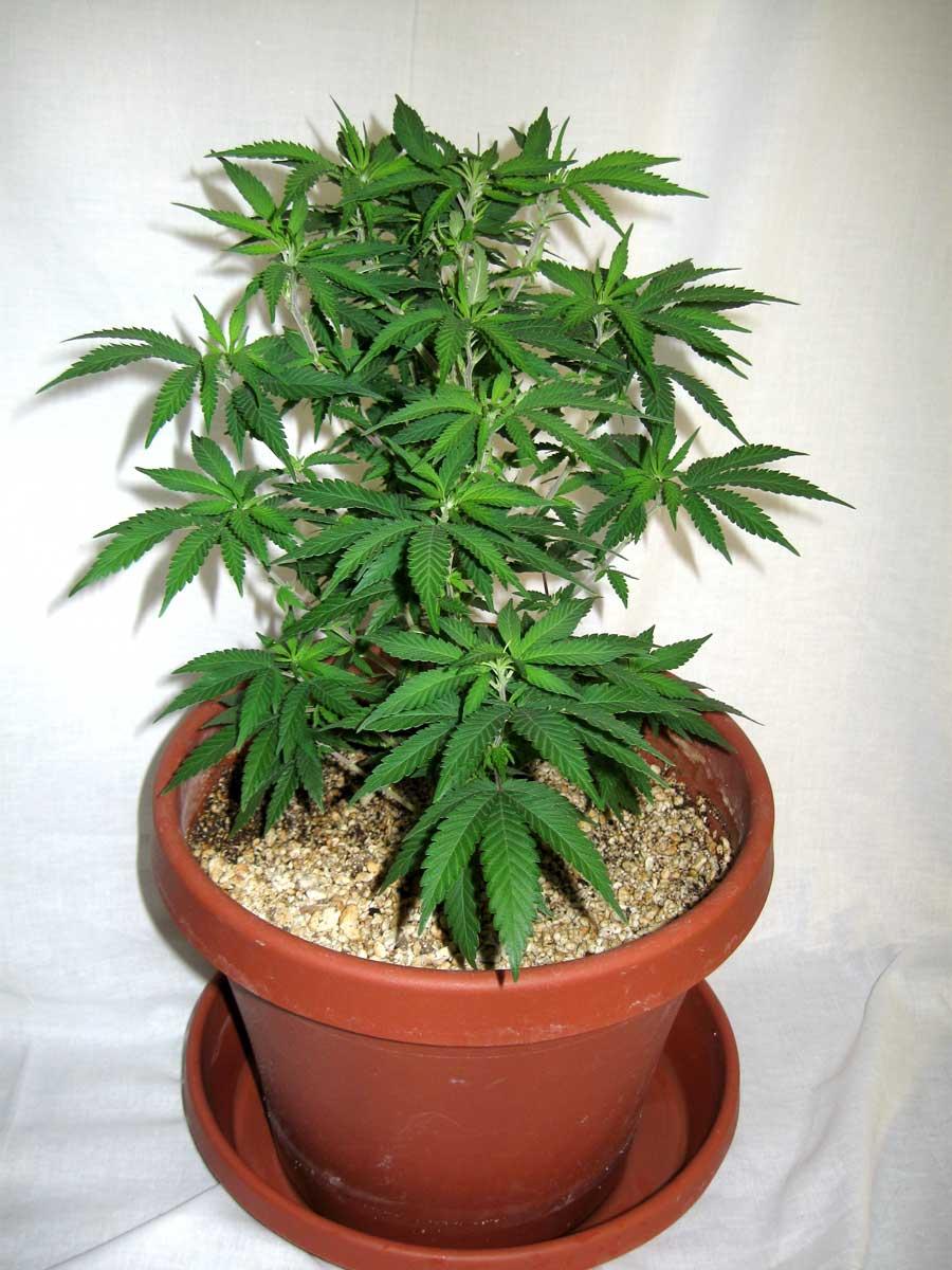 Weed Seeds For Sale