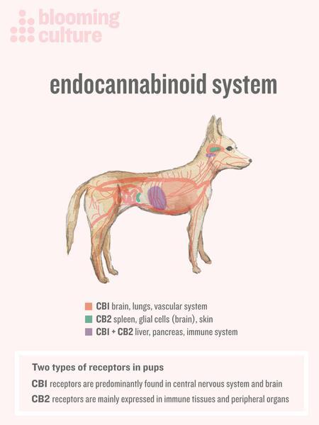 Can CBD Work For Your Pets?