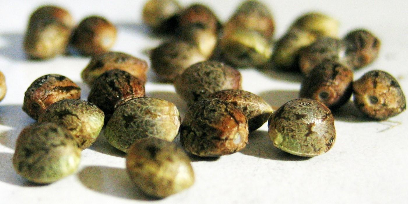 afghani regular seeds